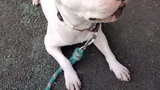 Comfrey Liberty Humane adoption vid