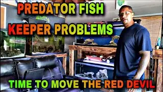 My RED DEVIL has to be put BACK into the 240  GALLON AQUARIUM!!