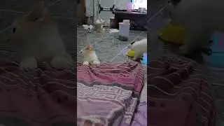Anomali Bar bar🔥 dari kecil mental sudah terlatih 🙄😌😅 #catlovers #kucinglucu #anabul #pets #shorts