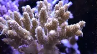 Preis Aquaristik Coral V Power Food Review