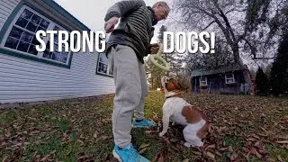 Grow & nurture confidence in your sound sensitive dog - Montreal Dog Trainer Family K9 Dog Training 