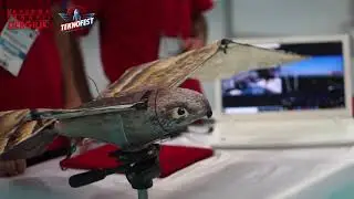 TEKNOFEST-2020 / T&uuml;rkiye'de ilk u&ccedil;an robot kuş