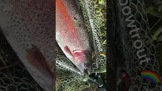 Which is your favorite trout - and why ? #flyfishing #trouts #rainbowtrout #browntrout #brooktrout