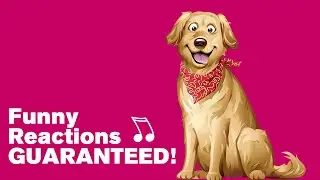 Sounds That Drive Dogs CRAZY! Funny Reactions GUARANTEED!