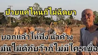 วัวป่วยไม่เคยรักษาสักครั้ง ปล่อยให้มันหายเอง แม้กระทั่งโรคปากเปื่อยเท้าเปื่อย ก็ไม่รักษา วัว วัวไทย