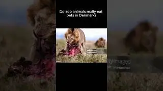 Do zoo animals really eat pets in Denmark?