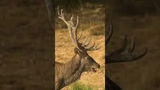 🔊 &iexcl;Sube el volumen y disfruta de la berrea del ciervo!