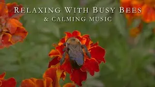 Music for Relaxing While Watching Bees Work | 4K and 5.1 Surround Music