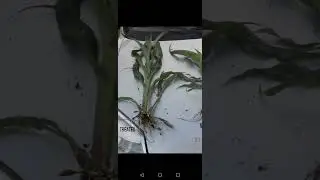 seaweed fertilizer on corn results #seaweedextract #bcx900