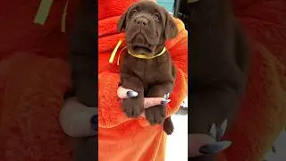 👑 Царь! Знакомиться будем? #labrador #dog #puppy #viral #cute #милота #лабрадоры #trending #шутка