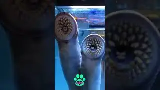 Lampreya looks like an animal from another planet 😵