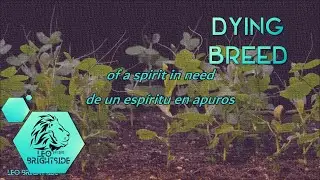 ITM 03 The Killers -Dying Breed (Traducci&oacute;n/Lyrics)
