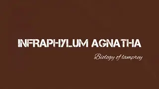 Infra-phylum Agnathans - biology of lamprey