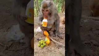 Monkey love food 87🐵🤓#shorts #youtubrshorts #viralshorts #monkey #ytshorts #shortsfeed #food #yt