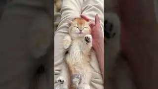 Meow Meow Billi||No one can bring peace except my Cutie.like subscribe❤️😻❤️#littlemao #cat#catlovers