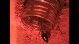 Myrmecia Founder Queen - New camcorder test