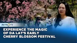 Visitors Enjoy the Cherry Blossom Beauty in Da Lat&rsquo;s Early Bloom