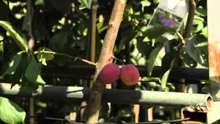 Pookeoksad vanadele puudele Seedri Puukoolist (Aiasaade, 21.06.2014)