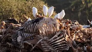 Jorbeer Carcass Dump, a lurid bird paradise.