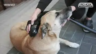 🐾 Tierhaare entfernen leicht gemacht mit dem Vivenso Wasserstaubsauger! 🐾