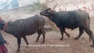 Buffalo Cross Breeding Explained | From Selection to Successful Mating #buffalo  #animals