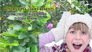 Butterfly Pea Or Clitoria Ternatea Health Benefits For Childs and You Will Make You Astonished
