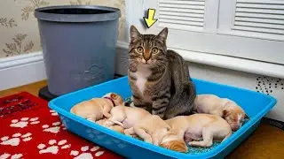 The Cat Stole Neighboring Puppies The Owners Were Shocked When They Recognized the Reason!