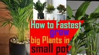 How to fastest grow big Plants in Small pot# Big plant ko small pot mein kaise ugaye#