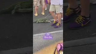 Walking the #gators #lsufootball #pregaming #shorts #shortvideo ​#gameday ⁠#tailgating #geauxtigers