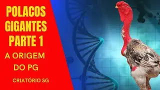 Polacos Gigantes Parte 1 - Origem