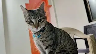 Cute meow 😻 | cute cat video | new cat video #cat #catvideos #catlovers #cutecat #trending 