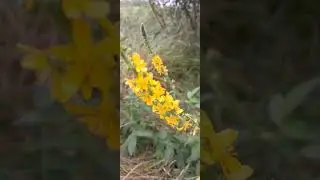 парило#гладушник#рослини#flora #полісся