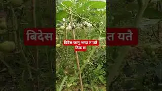 @KrishiPatrika @sakkigoni5564 @kanchhiofficial8023