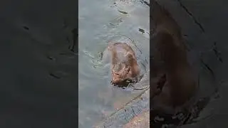 Swimming Time For Monkeys EP1 #Wild Monkey Life #Funny Monkey #Shorts