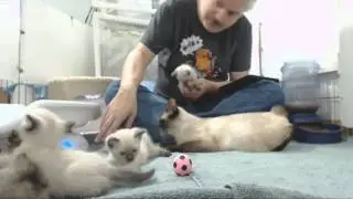 Clone Trooper Kittens - Weigh In 7-27