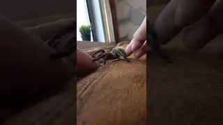 Holding My Pet Tarantula #animals #pets #reptiles #tarantula