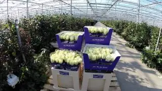 Van der Arend Roses Avalanche+ Souplesse