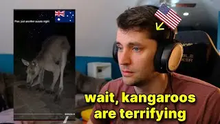 This kangaroo video is terrifying Americans including me