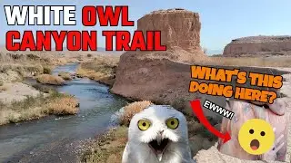 Hiking Adventures: White Owl Canyon Trail at Lake Mead