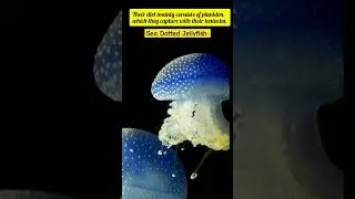 Shocking Insights About Blue Jellyfish You&rsquo;ll Wish You Knew Sooner
