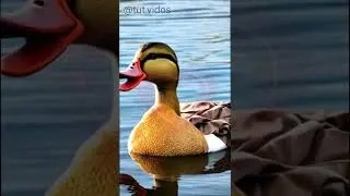 ТАЙНА ОТКРЫТА, ЧАСТЬ 1 #shorts
