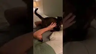 Purr-sistance: Kitty Ventures in Sleepy Time Obstacle Course