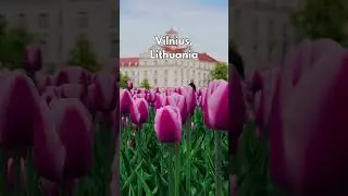 Why Everyone Wants to Visit Vilnius Now!