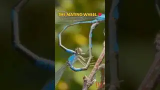 Брачный замок любви стрекозы 💙