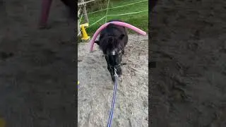 Bissl anti Schreck Training