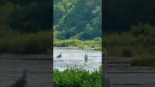 Egret #MaumeeRiver (June 17, 2023)