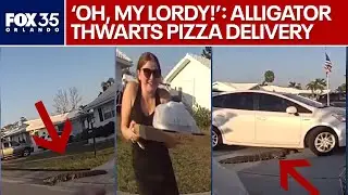 Alligator interrupts pizza delivery in Florida