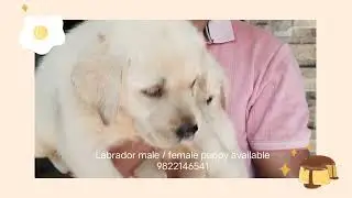 Champion bloodline Labrador male and female puppy available for loving homes#dogpuppy#healthypuppy