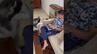 BENEFITS OF HUSKY ADOPTION | HUSKY LOVE | PIKU THE HUSKY | #husky #huskypuppy #live #huskyshorts
