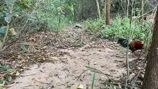 bẫy gà rừng, e tre rặc chơi hết nước 😜😜(bảo tồn)🤦‍♂️🤦‍♂️